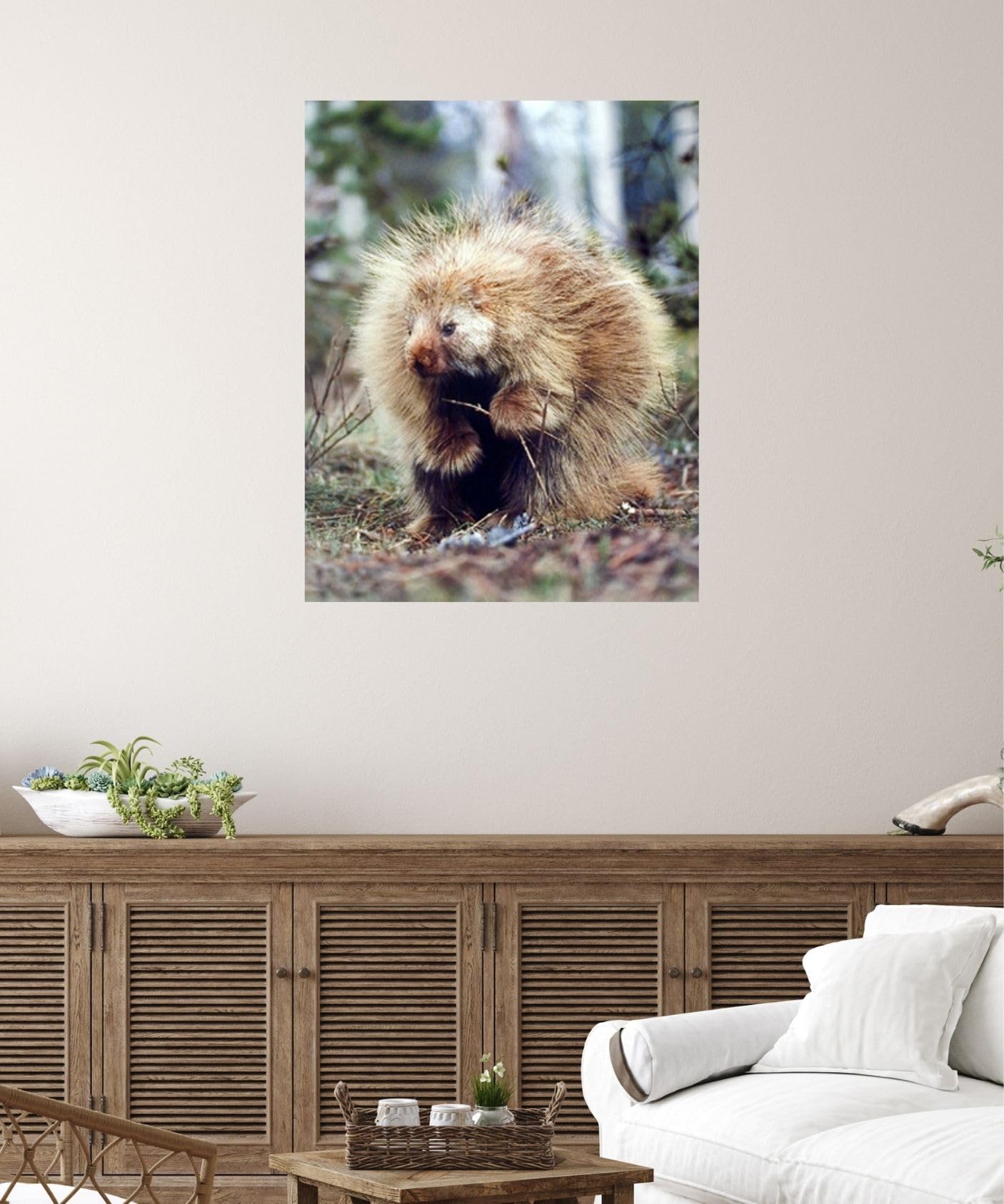 Amazon.co.jp: North American Porcupine Wild動物壁装飾アート